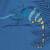 blau-tropisches-Chamäleon